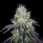 wedding-cake-feminized-cannabis-seeds-1seeds-buy-usa