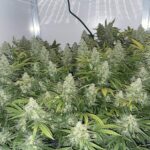 wedding-cake-feminized-cannabis-seeds-1seeds-buy-usa