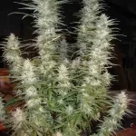 white-widow-autoflower-seeds-cannabis-buy-usa