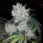 white-widow-autoflower-seeds-cannabis