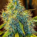 white-widow-autoflower-seeds