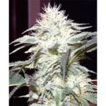 white-widow-autoflower-seeds