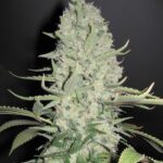 white-widow-feminized-seeds-cannabis-buy-usa-1seeds