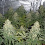 white-widow-feminized-seeds-cannabis-buy-usa-1seeds