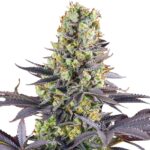 zkittlez-feminized-seeds-cannabis-1seeds-usa-buy