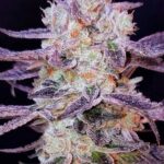 zkittlez-feminized-seeds-cannabis-1seeds-usa-buy