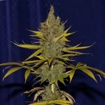 c99-x-feminized-cannabis-seeds-strain-marijuana-single-