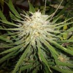 c99-x-feminized-strain-seeds-cannabis-usa-single