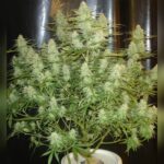 c99-x-feminized-strain-seeds-cannabis-usa-single