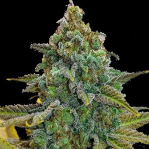 c99-x-feminized-strain-seeds-cannabis-usa-single