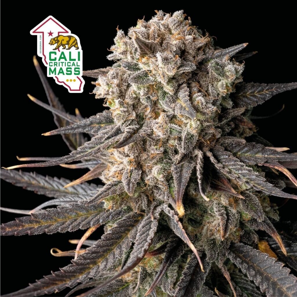 Cali Critical Mass Feminized Seeds 1seeds 5904