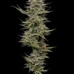 cali-critical-mass-feminized-cannabis-seeds-strain-marijuana-single-thc