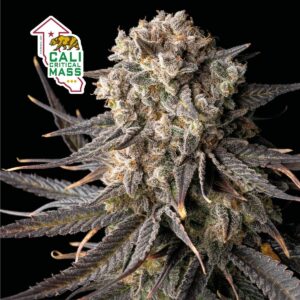 cali-critical-mass-feminized-cannabis-seeds-strain-marijuana-single-thc