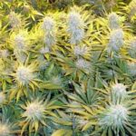 cali-critical-mass-feminized-seeds-marijuana-strain