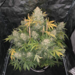 california-kush-autoflower-strain-seeds-cannabis-usa-single-1seeds