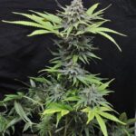 marijuana-usa-seeds-usa-cannabis-buy