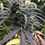 Chemdawg-feminized-cannabis-seeds-strain-marijuana-single-thc