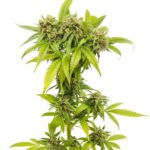 cannabis-thc-1seeds.com-seeds