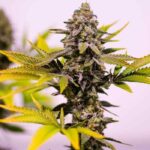 cinderella-99-feminized-marijuana-seeds-buy-best-usa-thc-cannabis