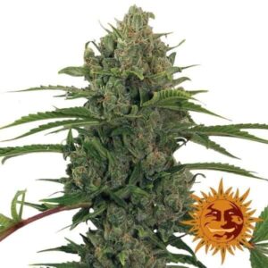critical-kush-feminized-marijuana-seeds-strain-cannabis-usa-single