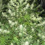 critical-kush-feminized-marijuana-seeds-strain-cannabis-usa-single