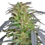 critical-kush-feminized-seeds-cannabis-strain-usa-bud