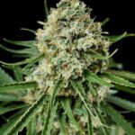 marijuana-seeds-buy-best-usa-thc-cannabis