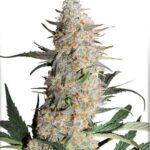 marijuana-seeds-usa-best-cannabis-thc-seeds