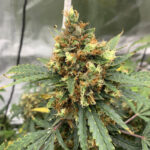 marijuana-seeds-best-thc-cannabis-usa