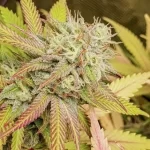 critical-orange-punch-feminized-cannabis-seeds-strain-marijuana-single-thc