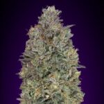 critical-purple-kush-feminized-marijuana-seeds-buy-best-usa-thc-cannabis