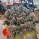 critical-purple-kush-feminized-seeds-cannabis-strain-usa-single-