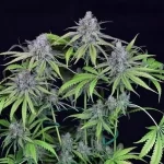 critical-purple-kush-feminized-cannabis-seeds-strain-marijuana-single-thc