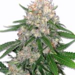 marijuana-thc-seeds-buy-best-usa-cannabis