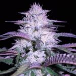 marijuana-seeds-best-usa-cannabis-thc