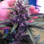 dark-devil-autoflower-marijuana-seeds-buy-best-usa-thc-cannabis