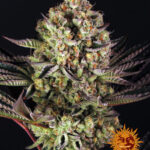 do-si-dos-feminized-seeds