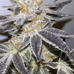 dos-si-dos-feminized-marijuana-seeds-buy-best-usa-thc-cannabis