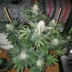 dos-si-dos-feminized-seeds-marijuana-strain-single-usa