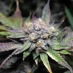 dos-si-dos-seeds-marijuana-cannabis-strain-weed-single-usa