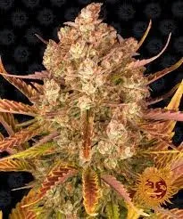dos-si-dos-seeds-marijuana-cannabis-strain-weed-single-usa