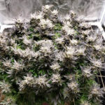 marijuana-seeds-buy-best-usa-thc-cannabis