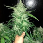 marijuana-seeds-buy-best-cannabis-thc-seeds