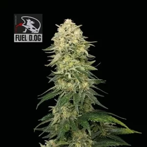 fuel-d-og-seeds-marijuana-cannabis-strain-weed-single-usa
