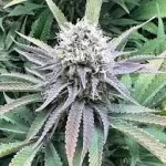 fuel-d-og-seeds-marijuana-cannabis-strain-weed-single-usa