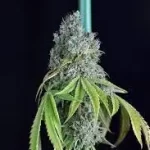 fuel-d-og-seeds-marijuana-cannabis-strain-weed-single-usa