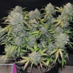 gelato-feminized-cannabis-seeds-single-marijuana-strain