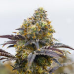 gelato-feminized-marijuana-seeds-buy-best-usa-thc-cannabis