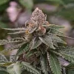 gelato-feminized-seeds-marijuana-single-cannabis-strain