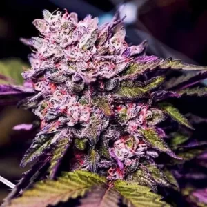 gelato-feminized-seeds-marijuana-single-cannabis-strain